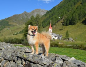 Urlaub mit Hund Steinhaus im Ahrntal